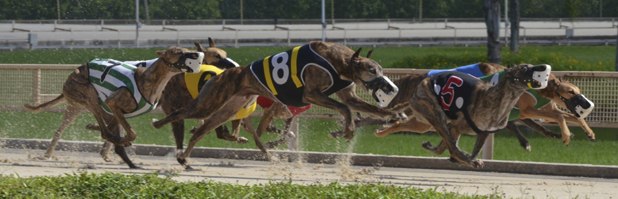 Another greyhound’s life lost on Wentworth Park’s racetrack