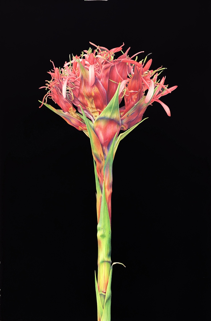 Botanica