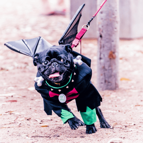 My Vet Howloween Pawty