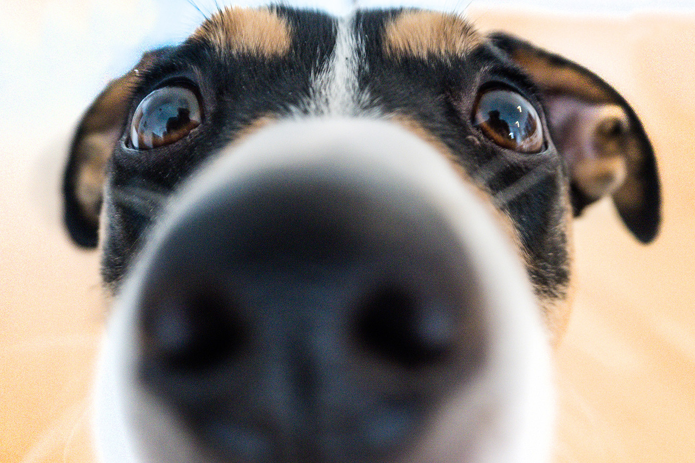 Drug sniffers on the nose with Greens