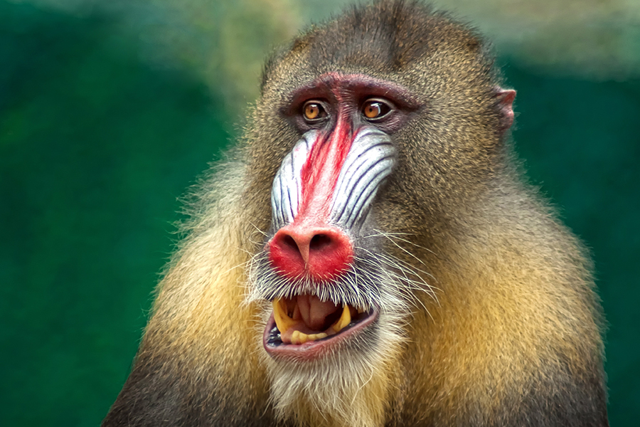 Baboons bid for freedom in Camperdown