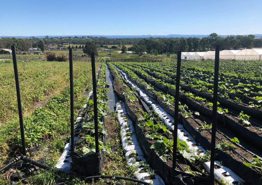 Sydney’s food bowl at risk