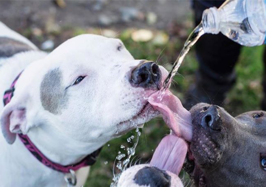 RSPCA Pets Tips For Summer 2021-22