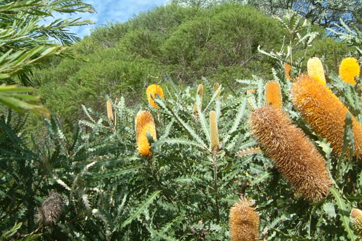 Banksia bushland under threat as $30 million Little Bay residential development approved