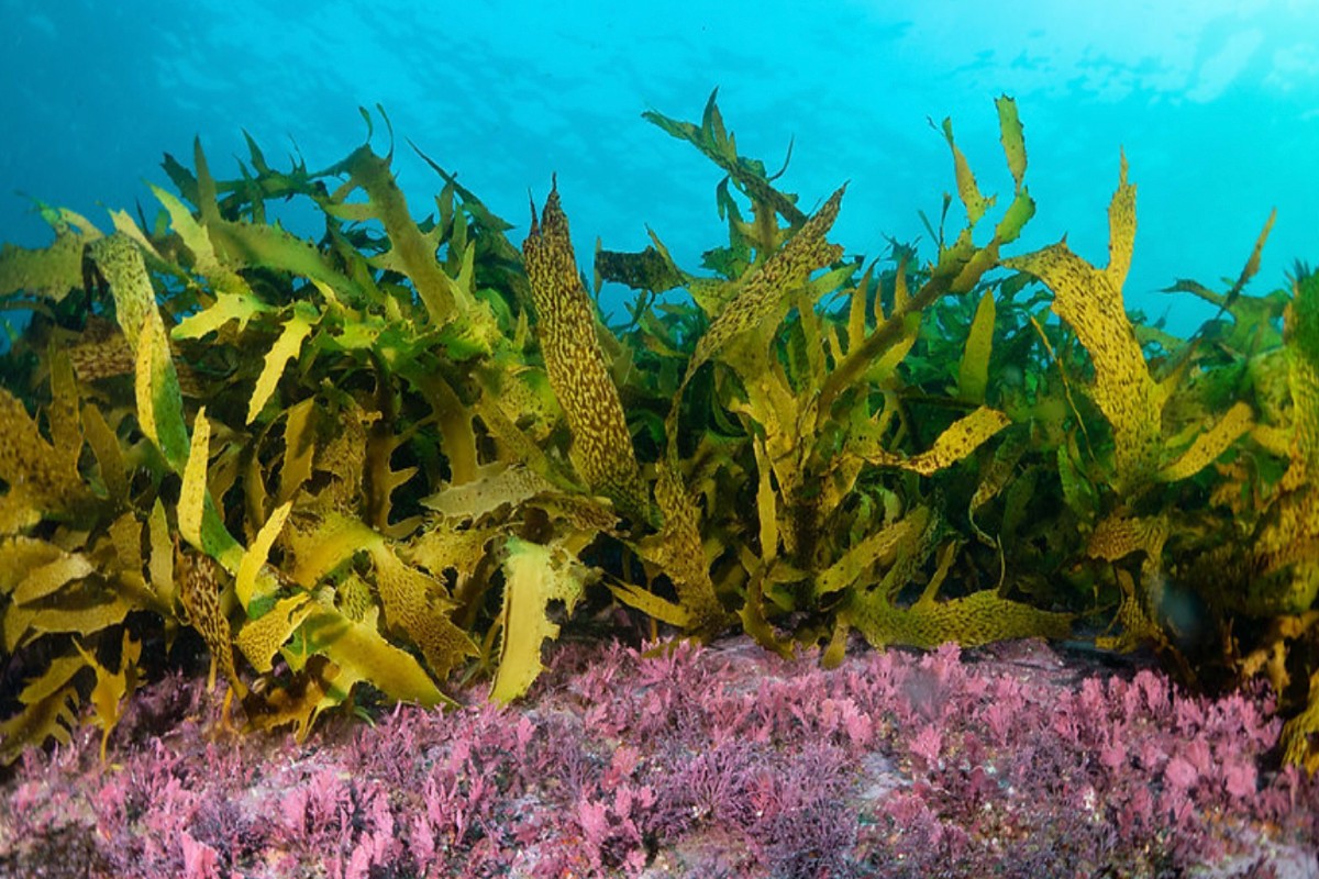 Raw sewage pump in Vaucluse endangers Parsley Bay marine reserve