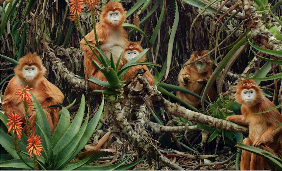 Stunning new book from acclaimed photographic artist