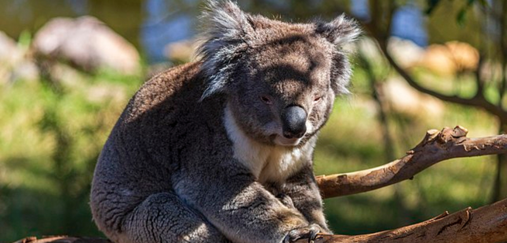 NSW environmental laws aren’t working, report details