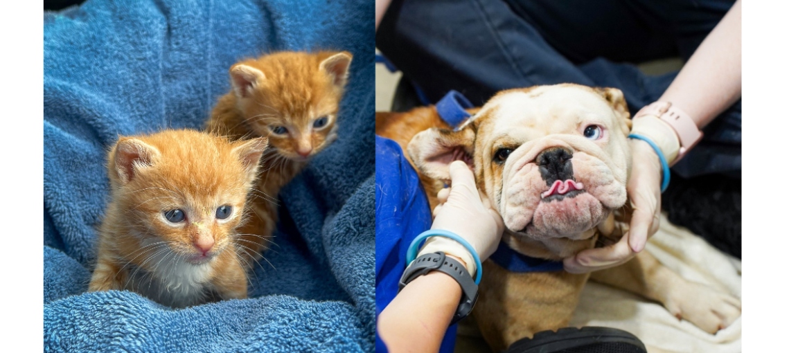 “The gift of hope and kindness”: RSPCA urgently seeking Guardian Angels for rescue animals