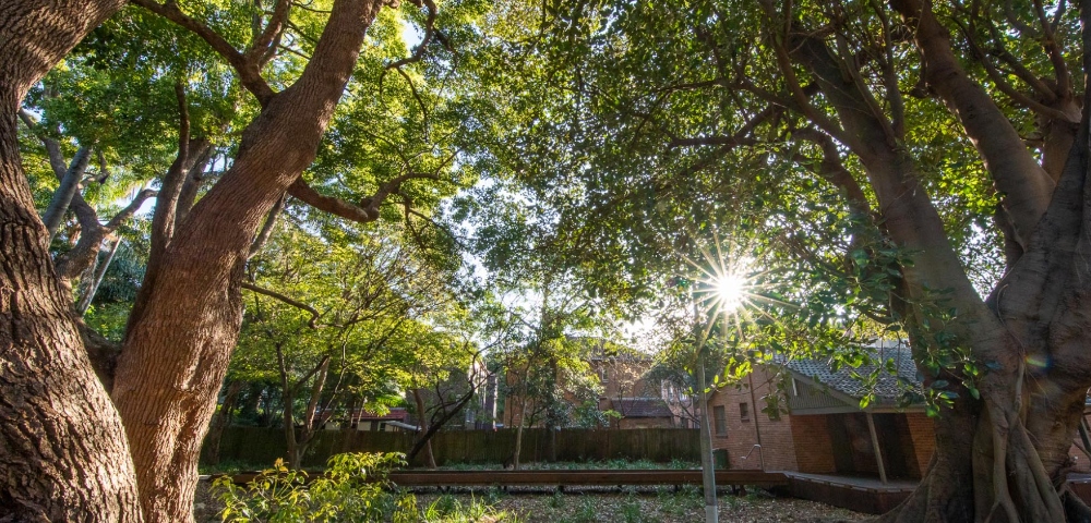 Local council in Sydney will be covered in tree canopy