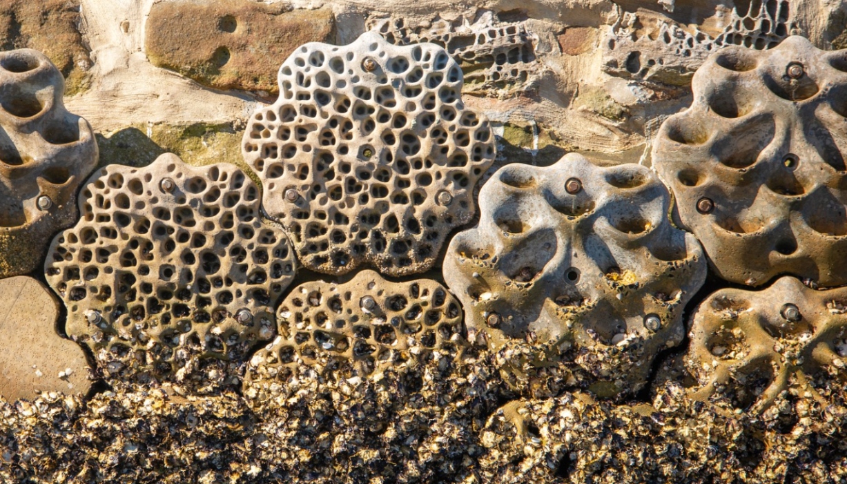 Living Seawalls: the effort to save Sydney Harbour’s marine life