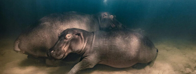 ANMM wildlife photo 53 mike korostelev copy copy 1 768x292