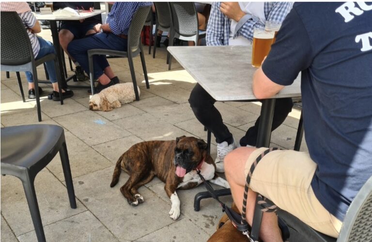 pyrmont point dog courtyrd 1 768x500