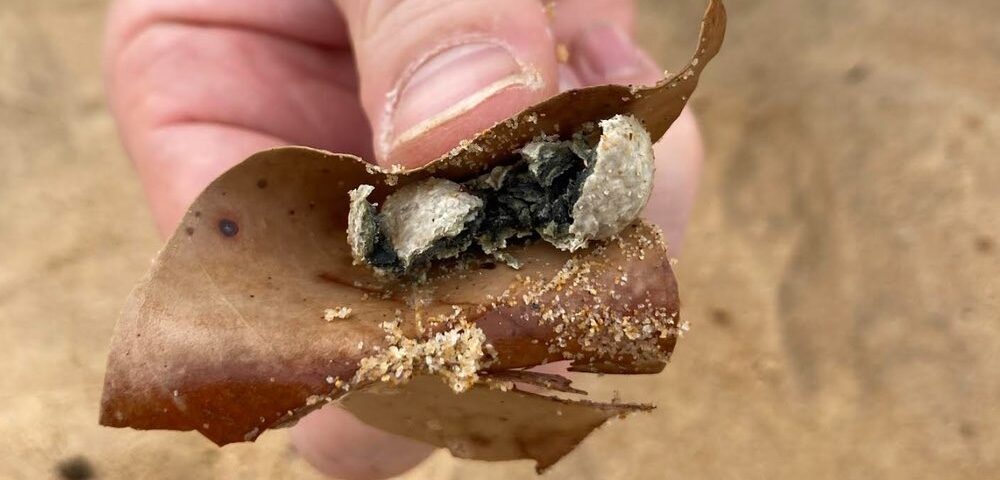 $3 Billion Sydney Water Upgrade To End Debris Balls Washing Up On Beaches