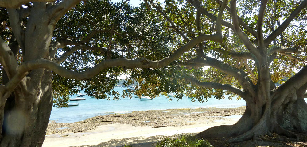 100-Year-Old Tree in Woolwich Allegedly Vandalised Over Harbour Views