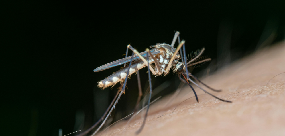 Sydney Man Dies From Japanese Encephalitis