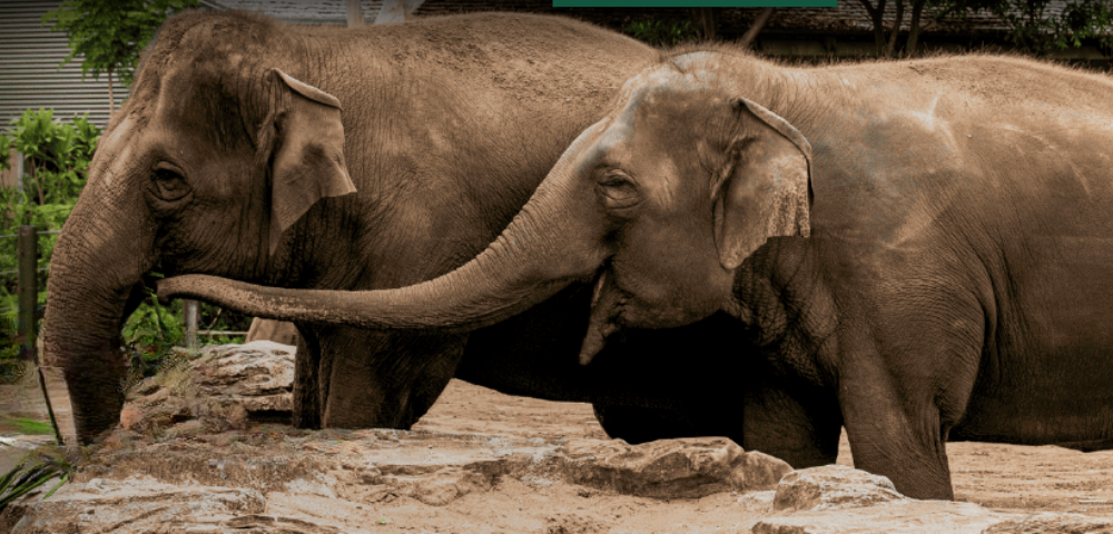 Taronga Zoo Says Goodbye To Last Pair of Elephants As They Head To SA
