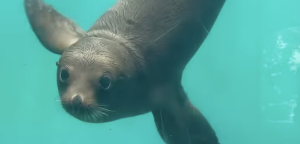 Taronga Zoo’s Sea Lion Pup Takes First Swim