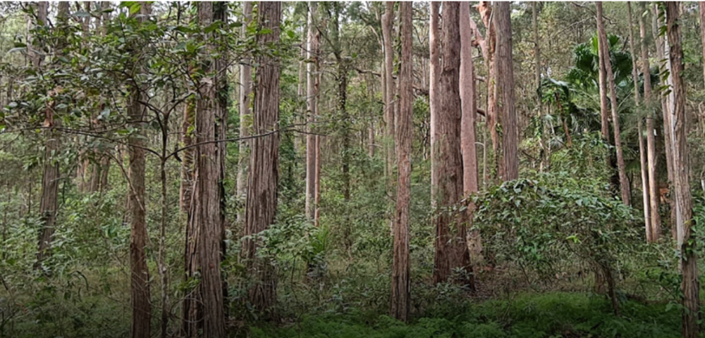 Hornsby Council Erect Banner After Suspected Tree Poisoning