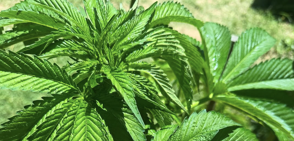 Report Calls For Decriminalisation of Personal Cannabis Use