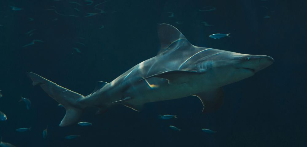 Warming Waters Keep Bull Sharks Closer to Sydney Beaches