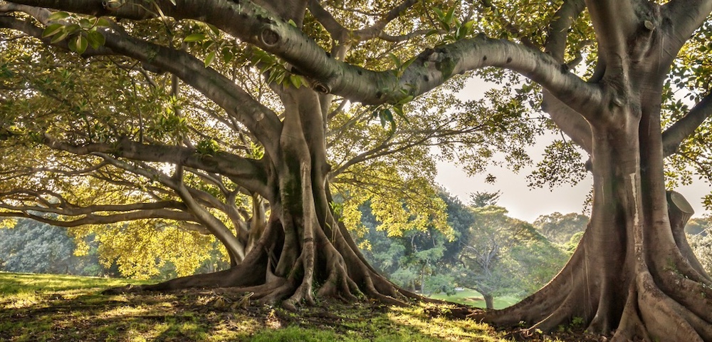 Sydney Heritage Trees At Risk Of Beetle Attack