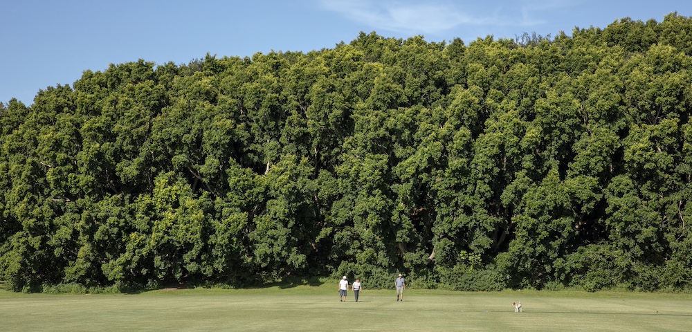 Callan Park: Council’s Plans To Install Synthetic Turf Face Strengthened Opposition