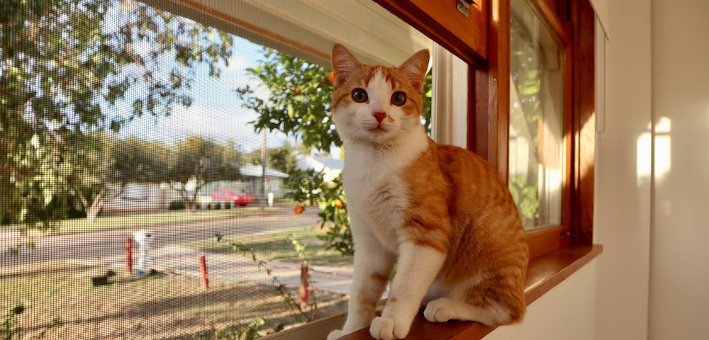 Gov Inquiry Into Cat Management A “Missed Opportunity”, Says Peak Body