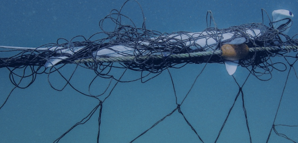 Shark Nets To Be Removed Across Sydney Beaches In New Trial