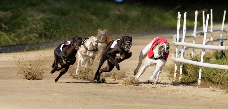Greyhound racing Million Dollar Chase