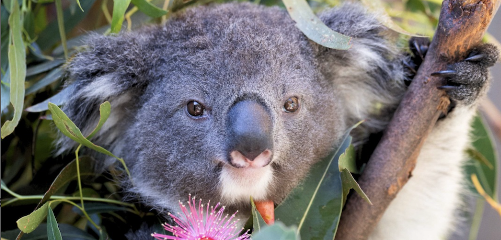 NSW Government Ignored Expert Advice That Left Relocated Koalas Dead