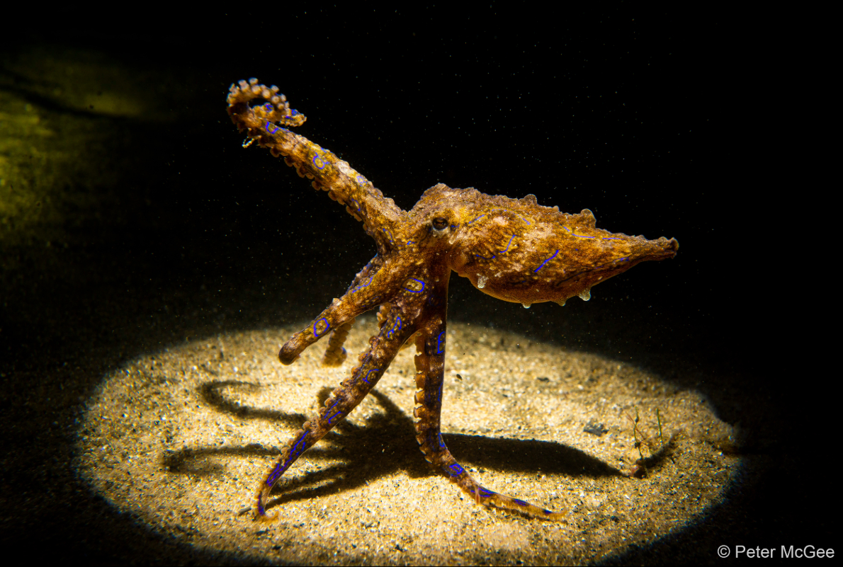 Australian Geographic nature photographer exhibition