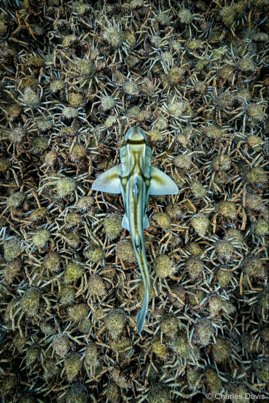 Australian Geographic nature photographer exhibition