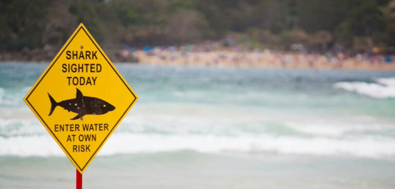 Shark attacks nsw