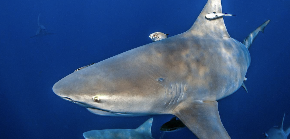Shark Safety Sees Funding Boost After Horror Spate Of Attacks