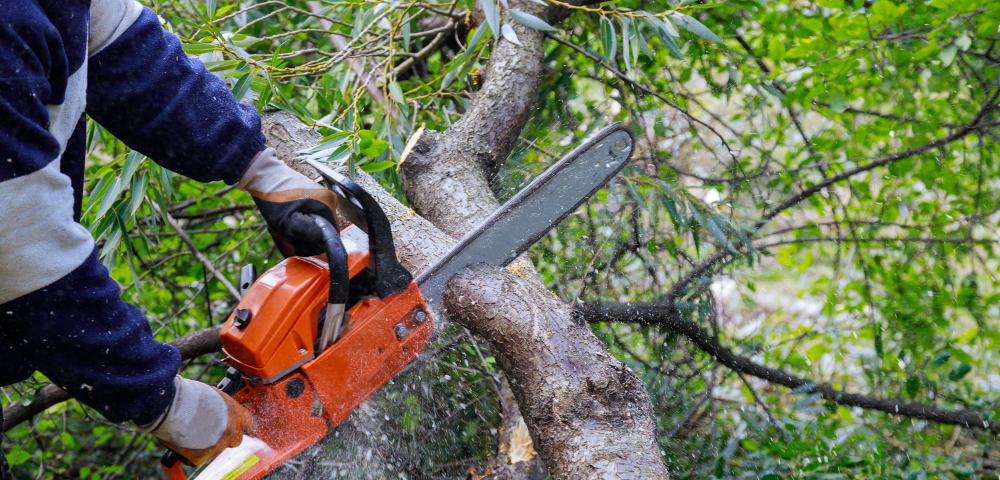 There’s Been An Illegal Tree Chopping Heist In Bondi