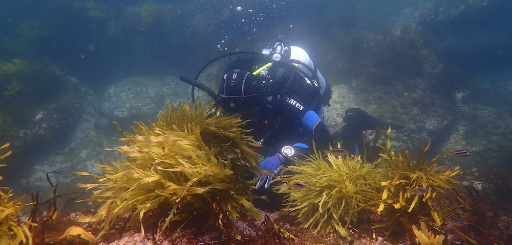 Scientists Breathe New Life Into Sydney’s Coastlines With Operation Crayweed
