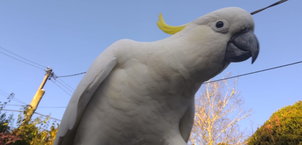 The Sound Of One Hand Clapping (Naked City)