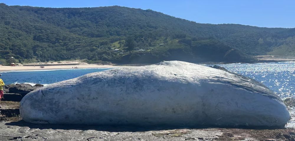 Multiple Sydney Beaches Closed After Whale Carcass Washes Ashore