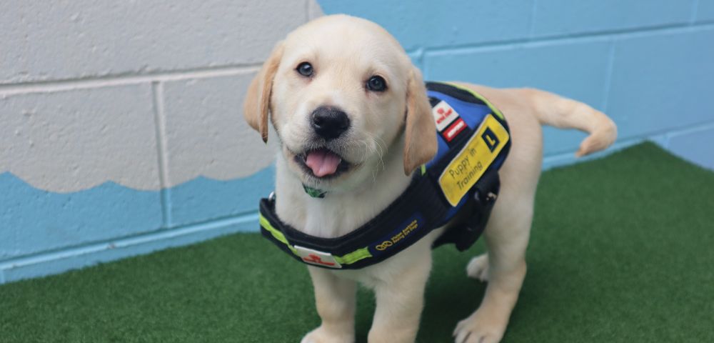 You’re Invited to Meet Guide Dog Puppies For International Guide Dog Day in Sydney