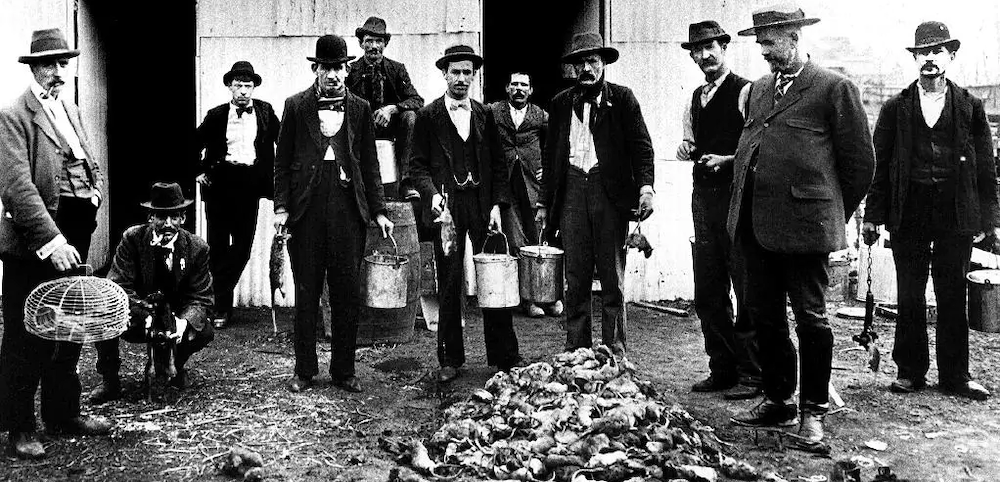 Rats In The Roma & Other Sydney Critters (Naked City)