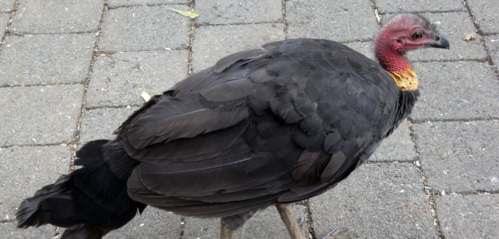 Brush Turkeys Now Recorded Across Hundreds Of Sydney Suburbs