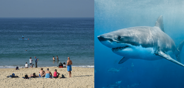 shark culling