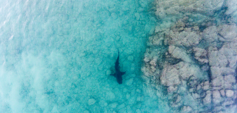 shark drones