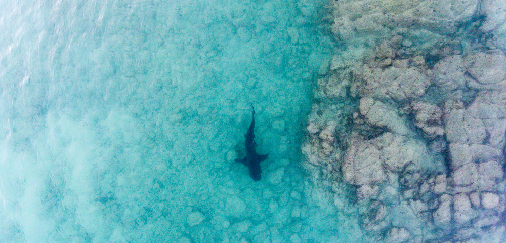 Sydney Beaches Introduce Shark-Spotting Drones In $34 Million Safety Expansion
