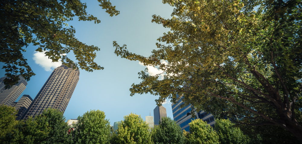 Tree Canopy Growth Across Sydney Could Cut Health Costs By $1 Billion
