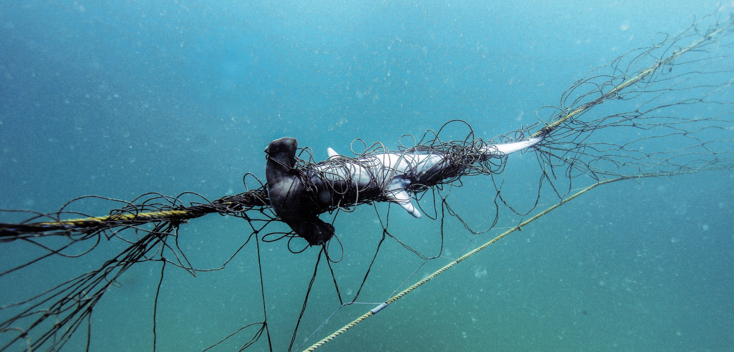 “Like Bringing A Typewriter To A Coding Class”: Experts Oppose Shark Nets Returning To NSW Beaches