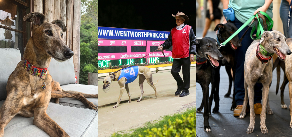 Their Lives Are (Went)worth More: The Greyhounds’ Last Lap At Wentworth Park Is Nearly Here