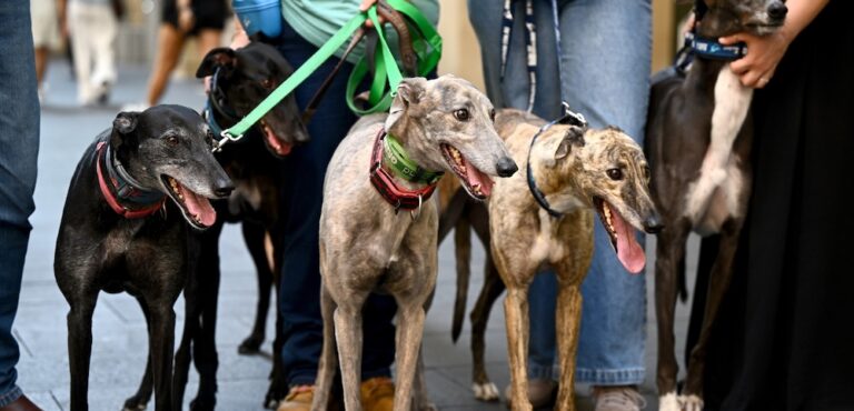 Greyhound racing