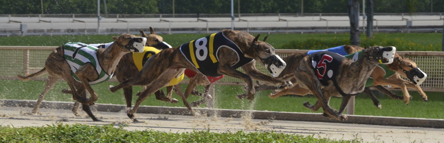Another greyhound’s life lost on Wentworth Park’s racetrack