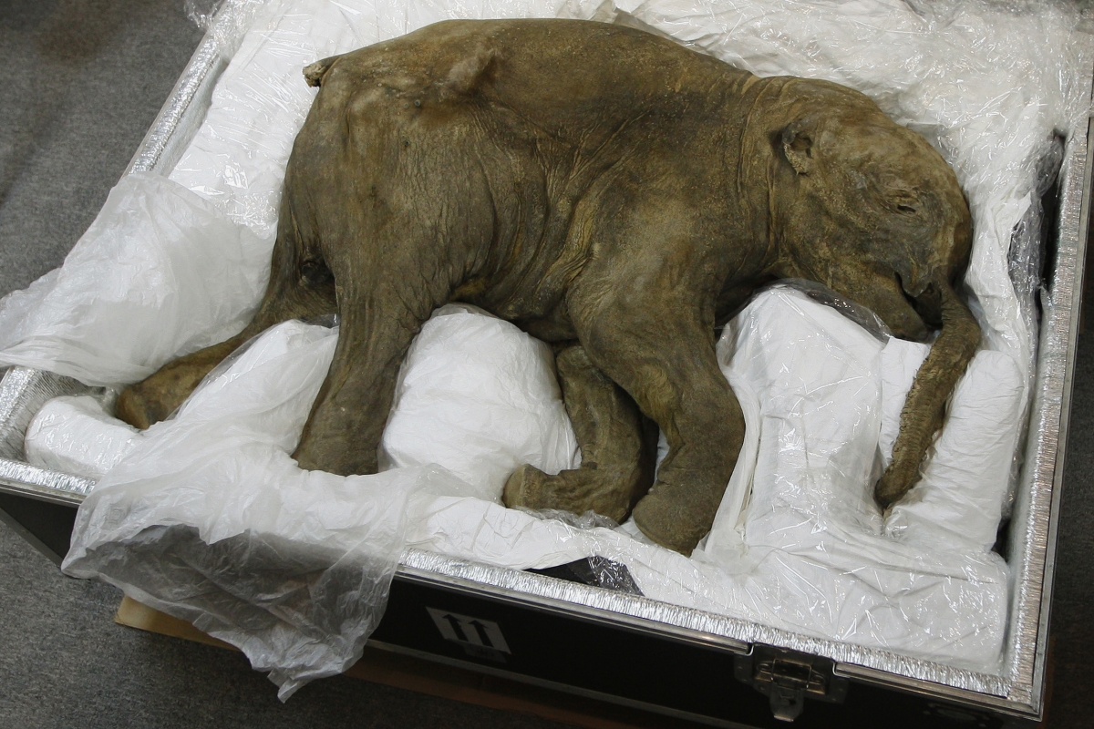 NAKED CITY – A DA VINCI OR A BABY MAMMOTH!